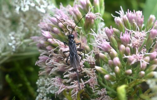 Atanycolus denigrator